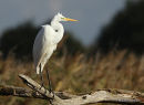 Great Egret