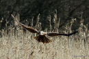 Marsh Harrier juvenile