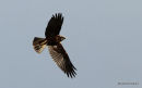 Marsh Harrier juvenile