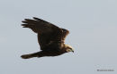 Marsh Harrier juvenile