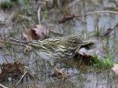Meadow Pipit
