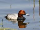 Pochard, Fuligule milouin, male adult