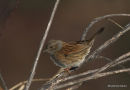 Dunnock