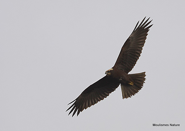 Marsh Harrier juvenile