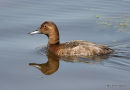 Pochard female summer