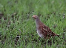 Grey Partridge female