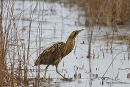 Bittern