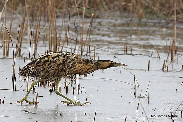 Bittern