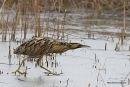 Bittern