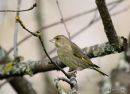 Greenfinch female