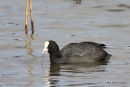 Coot, Foulque macroule 