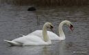 Mute Swan pair