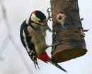 Great Spotted Woodpecker male #1