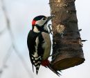 Great Spotted Woodpecker male #1