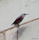 Wallcreeper, Tichodrome echelette, ad-winter