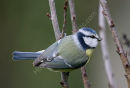 Blue Tit, Mesange bleue
