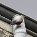 Wallcreeper ad-winter
