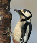 Great Spotted Woodpecker female#1