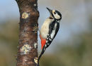 Great Spotted Woodpecker female#1