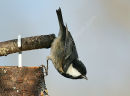 Coal Tit