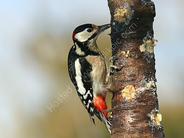 Great Spotted Woodpecker male #2