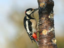 Great Spotted Woodpecker male #2