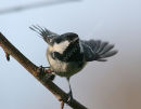 Coal Tit