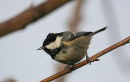Coal Tit