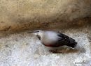 Wallcreeper adult