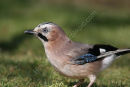 Jay