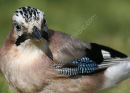 Jay