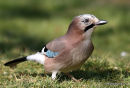 Jay