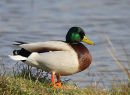 Mallard male