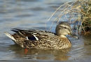 Mallard female