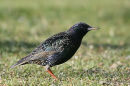 Starling