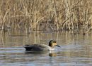 Hybrid Teal/Gadwall male type