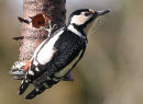 Great Spotted Woodpecker, female #2
