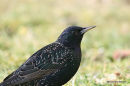 Starling
