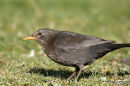 Blackbird, male in moult