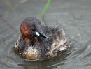Little Grebe