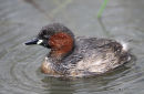 Little Grebe
