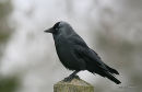 Jackdaw