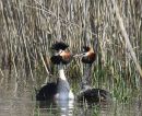 Great Crested Grebes 