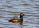Black-necked Grebe