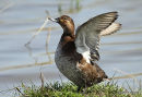 Pochard female summer