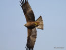 Black Kite