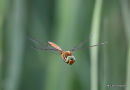 Norfolk Hawker male