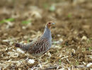Grey Partridge, Perdrix grise, male