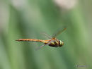 Norfolk Hawker male