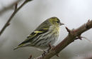 Siskin female